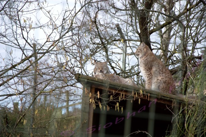 2 sleeping lynx and one standing guard